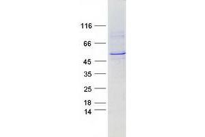 Image no. 1 for Cytochrome P450, Family 2, Subfamily A, Polypeptide 6 (CYP2A6) protein (Myc-DYKDDDDK Tag) (ABIN2712760)