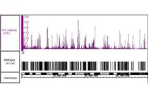 Image no. 2 for anti-YY1 Transcription Factor (YY1) (AA 249-414) antibody (ABIN6972917)