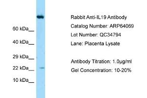 Image no. 1 for anti-Interleukin 19 (IL19) (Middle Region) antibody (ABIN2789718)