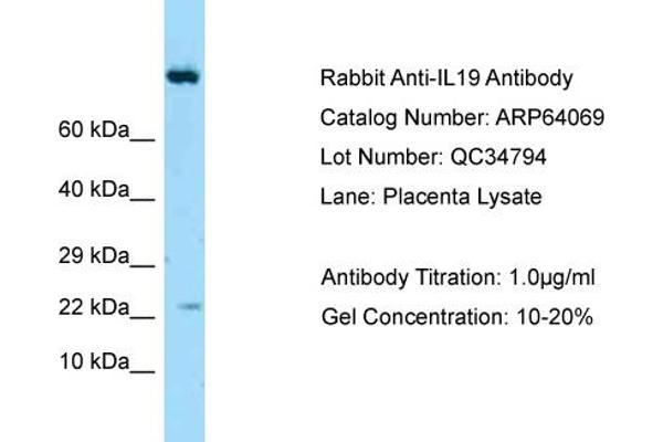 anti-Interleukin 19 (IL19) (Middle Region) antibody