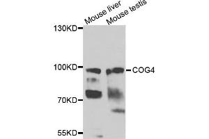 Image no. 1 for anti-Component of Oligomeric Golgi Complex 4 (COG4) antibody (ABIN2736561)