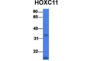 Image no. 2 for anti-Homeobox C11 (HOXC11) (Middle Region) antibody (ABIN2777521)