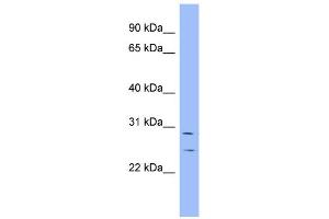 Image no. 1 for anti-Ha-Ry/enhancer-of-Split Related with YRPW Motif 1 (HEY1) (N-Term) antibody (ABIN2776824)