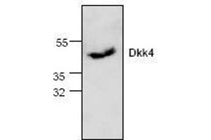 Image no. 1 for anti-Dickkopf Homolog 4 (Xenopus Laevis) (DKK4) antibody (ABIN411467)