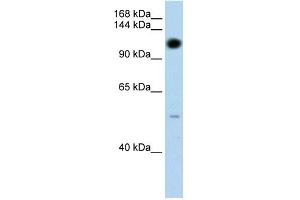 Image no. 1 for anti-Pumilio Homolog 2 (Drosophila) (PUM2) (N-Term) antibody (ABIN2779082)