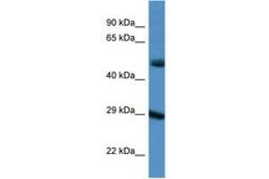 Image no. 1 for anti-Gap Junction Protein, delta 3, 31.9kDa (GJD3) (AA 198-247) antibody (ABIN6747566)
