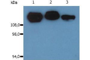 Image no. 2 for anti-Integrin beta 1 (ITGB1) antibody (FITC) (ABIN94056)