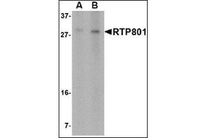 Image no. 1 for anti-DNA-Damage-Inducible Transcript 4 (DDIT4) (N-Term) antibody (ABIN500644)
