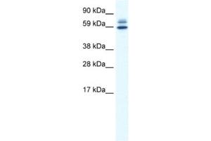 Image no. 1 for anti-Zinc Finger and BTB Domain Containing 38 (ZBTB38) antibody (ABIN2461549)