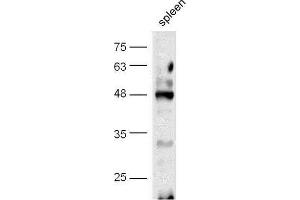 Image no. 7 for anti-cAMP Responsive Element Binding Protein 1 (CREB1) (pSer133) antibody (ABIN723980)