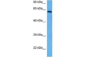 Image no. 2 for anti-V-Rel Reticuloendotheliosis Viral Oncogene Homolog B (RELB) (N-Term) antibody (ABIN2780295)