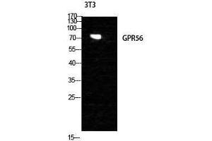 Image no. 1 for anti-G Protein-Coupled Receptor 56 (GPR56) (Internal Region) antibody (ABIN3184905)