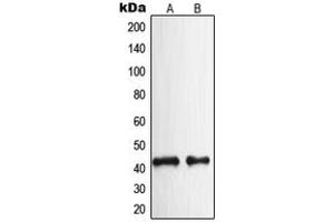 Image no. 2 for anti-Neuropeptide Y Receptor Y2 (NPY2R) (N-Term) antibody (ABIN2707659)