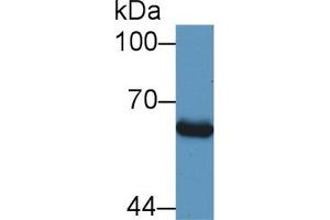 Image no. 3 for anti-SMAD, Mothers Against DPP Homolog 1 (SMAD1) (AA 270-465) antibody (ABIN1860586)