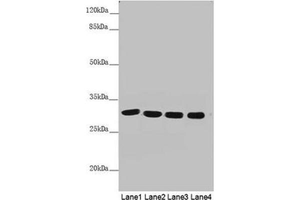 MTX2 antibody  (AA 1-263)