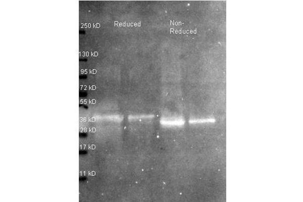 Ovalbumin antibody  (HRP)