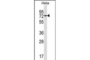 USP39 Antibody (Center) (ABIN1538151 and ABIN2850134) western blot analysis in Hela cell line lysates (35 μg/lane).