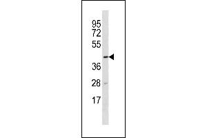Image no. 1 for anti-Tetratricopeptide Repeat Domain 5 (TTC5) (AA 372-401), (C-Term) antibody (ABIN1881956)