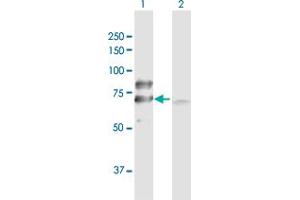 Image no. 1 for anti-Dihydrolipoyl Transacetylase (DLAT) (AA 1-647) antibody (ABIN947793)