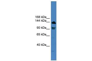 Image no. 1 for anti-Toll-Like Receptor 8 (TLR8) (C-Term) antibody (ABIN2787921)