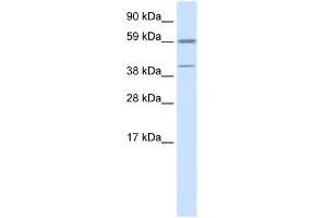 Image no. 1 for anti-Activating Transcription Factor 4 (Tax-Responsive Enhancer Element B67) (ATF4) (N-Term) antibody (ABIN2779918)
