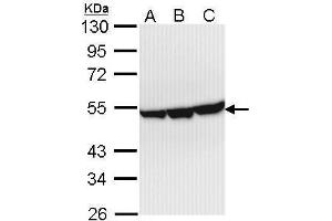 Image no. 1 for anti-Enolase 3 (Beta, Muscle) (ENO3) (Center) antibody (ABIN2856900)