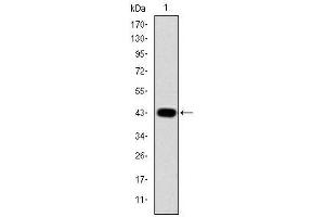 Image no. 3 for anti-Jun Proto-Oncogene (JUN) antibody (ABIN1105389)