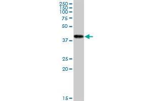 Image no. 1 for anti-Creatine Kinase, Mitochondrial 1B (CKMT1B) (AA 327-417) antibody (ABIN514431)