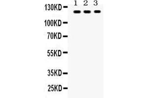Image no. 3 for anti-Toll-Like Receptor 7 (TLR7) (AA 1020-1047), (C-Term) antibody (ABIN3043948)