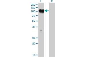 Mps1 antibody  (AA 1-176)