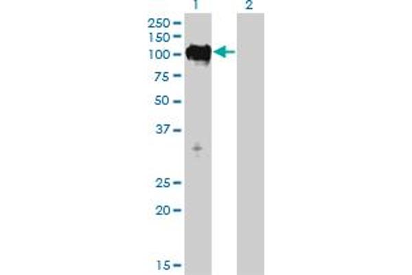 Mps1 anticorps  (AA 1-176)