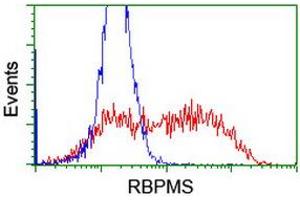 Image no. 1 for anti-RNA Binding Protein with Multiple Splicing (RBPMS) antibody (ABIN1500646)