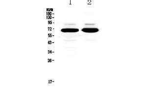 Image no. 2 for anti-Splicing Factor 1 (SF1) (AA 160-266) antibody (ABIN5692946)