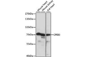 Image no. 1 for anti-Cytoplasmic Polyadenylation Element Binding Protein 3 (CPEB3) antibody (ABIN6568689)