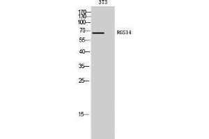 Image no. 1 for anti-Regulator of G-Protein Signaling 14 (RGS14) (Internal Region) antibody (ABIN3186750)