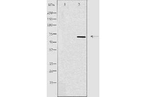 anti-Transcription Factor 3 (E2A Immunoglobulin Enhancer Binding Factors E12/E47) (TCF3) (Internal Region) antibody