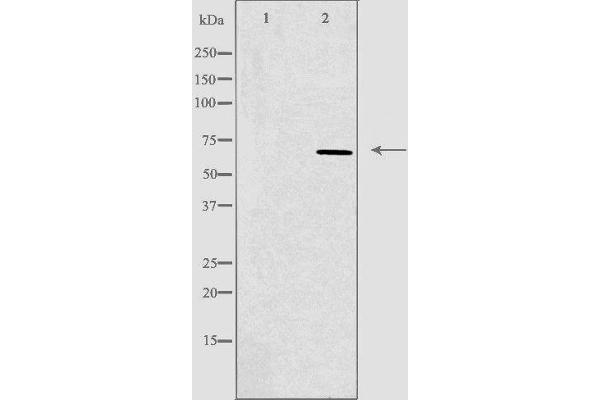 anti-Transcription Factor 3 (E2A Immunoglobulin Enhancer Binding Factors E12/E47) (TCF3) (Internal Region) antibody