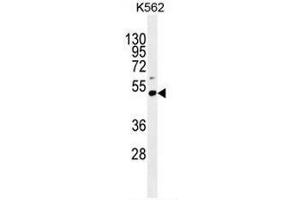PRAMEF10 Antibody (C-term) western blot analysis in K562 cell line lysates (35µg/lane).