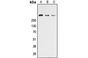 Image no. 1 for anti-Cadherin EGF LAG Seven Pass G-Type Receptor 3 (CELSR3) (C-Term) antibody (ABIN2704630)