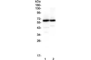 Image no. 6 for anti-Synaptotagmin I (SYT1) antibody (ABIN5647273)