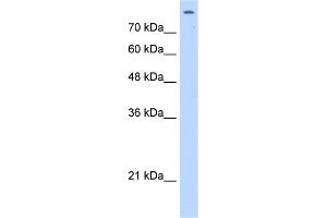 Image no. 1 for anti-Matrin 3 (MATR3) (C-Term) antibody (ABIN2779142)