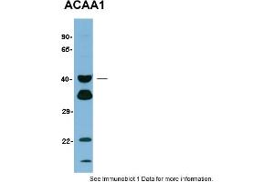 Image no. 1 for anti-Acetyl-CoA Acyltransferase 1 (ACAA1) (N-Term) antibody (ABIN2783261)