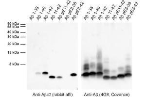 Image no. 4 for anti-Amyloid beta 1-42 (Abeta 1-42) (AA 37-42) antibody (ABIN1742444)