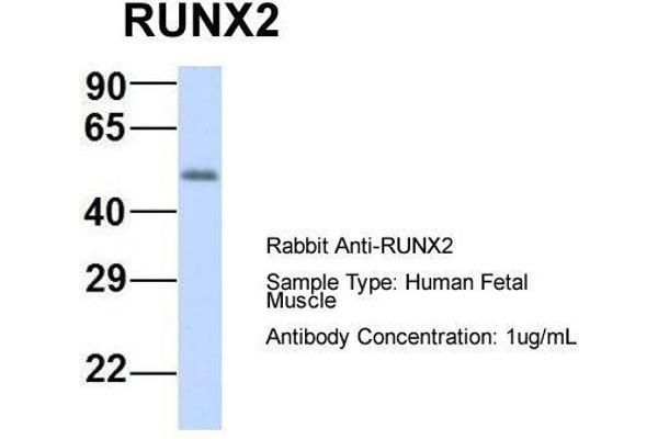 anti-Runt-Related Transcription Factor 2 (RUNX2) (N-Term) antibody