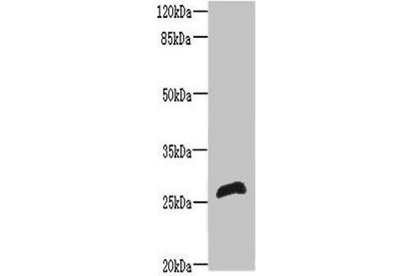 RTP2 antibody  (AA 1-196)