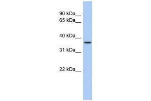 anti-Aquaporin 10 (AQP10) (Middle Region) antibody