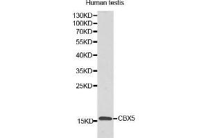Image no. 2 for anti-Lysozyme-Like 6 (LYZL6) antibody (ABIN3021348)