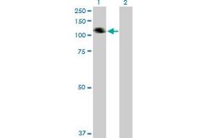 Western Blot analysis of COL21A1 expression in transfected 293T cell line by COL21A1 MaxPab polyclonal antibody.