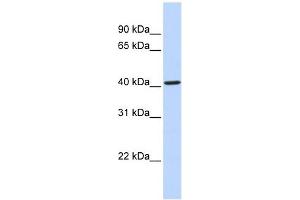 Image no. 1 for anti-Cytochrome P450, Family 4, Subfamily F, Polypeptide 12 (CYP4F12) (Middle Region) antibody (ABIN635824)