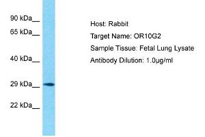 anti-Olfactory Receptor, Family 10, Subfamily G, Member 2 (OR10G2) (C-Term) antibody